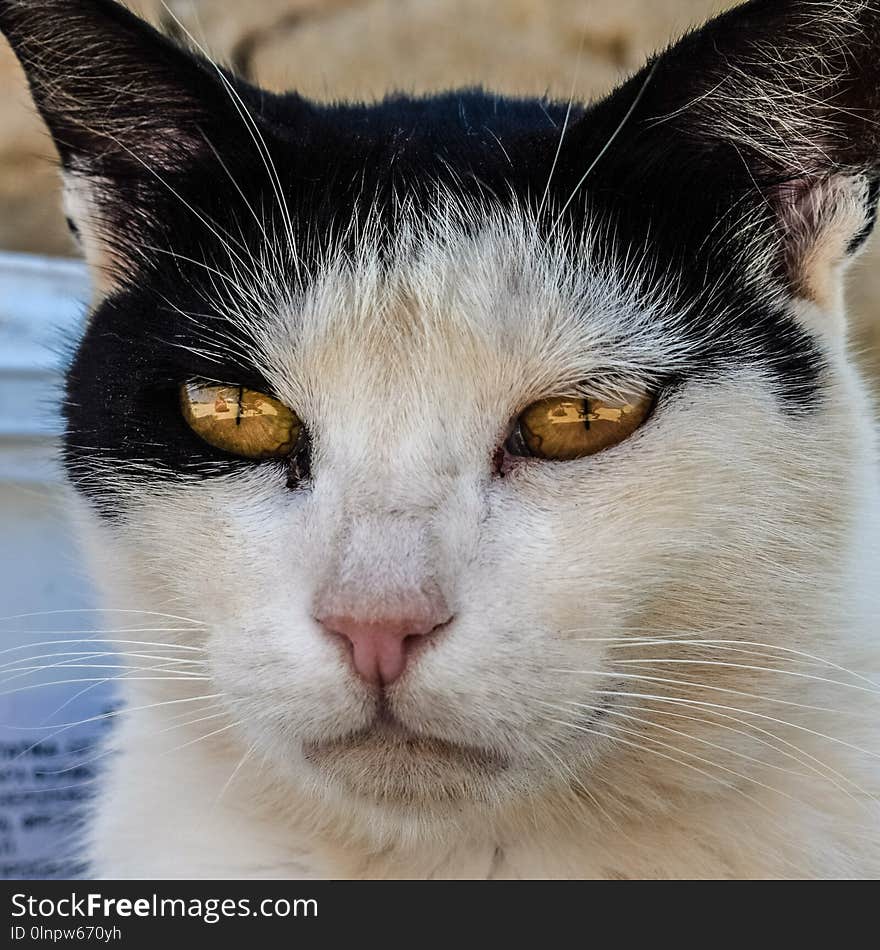 Cat, Face, Whiskers, Nose