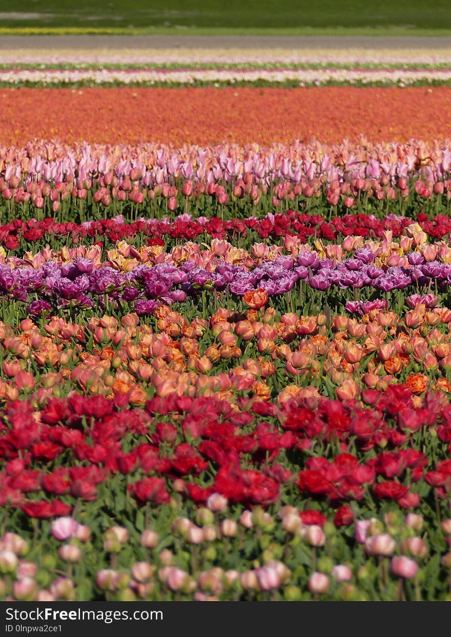 Flower, Plant, Flowering Plant, Field