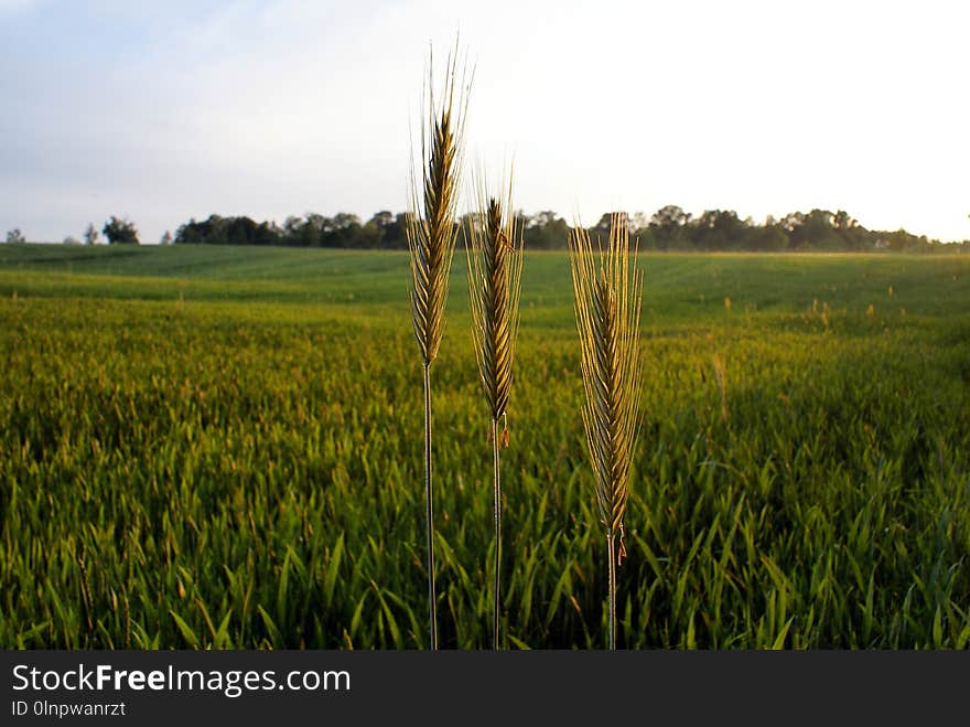 Field, Crop, Agriculture, Grass Family