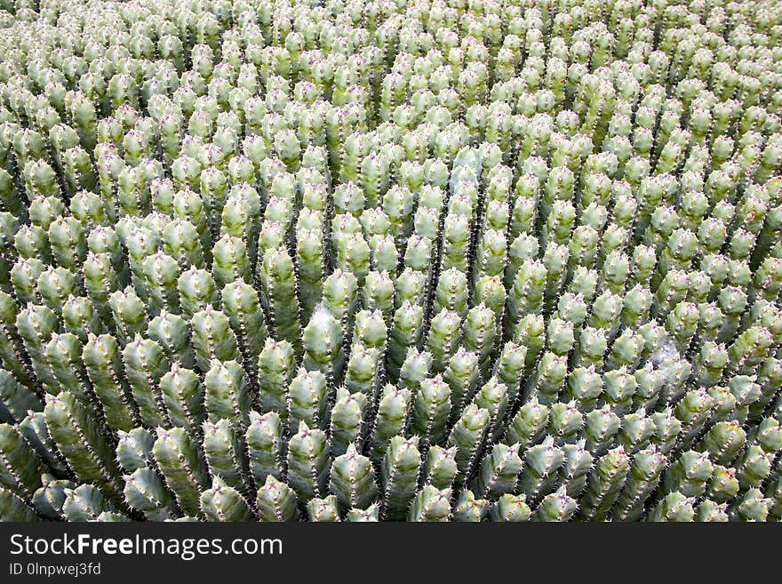 Plant, Vegetation, Flower, Cactus