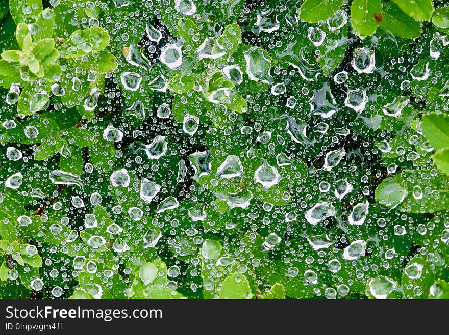 Water, Green, Leaf, Vegetation