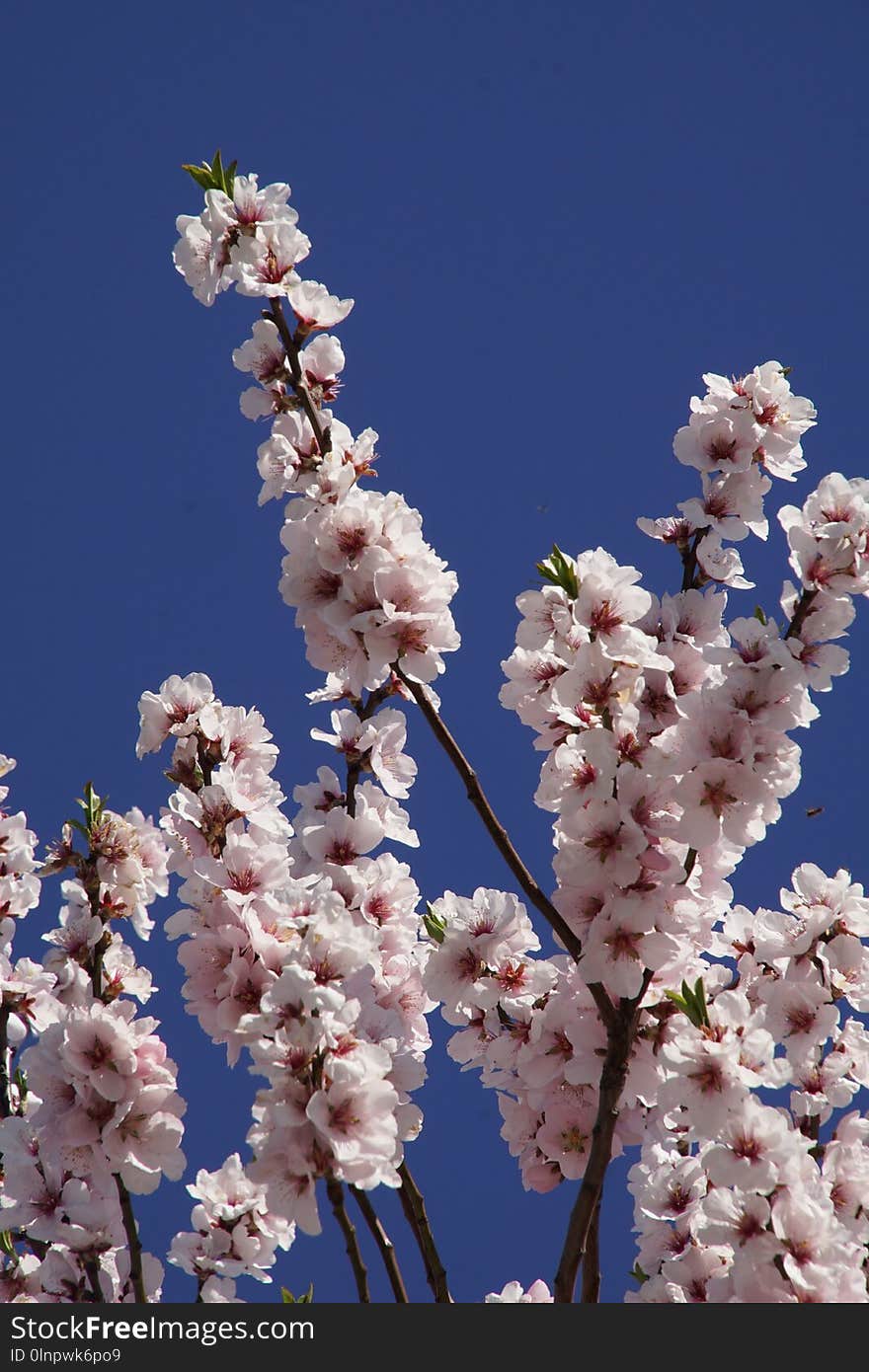 Blossom, Branch, Spring, Cherry Blossom