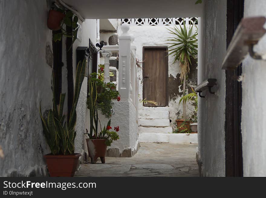 Alley, Town, Flower, Street