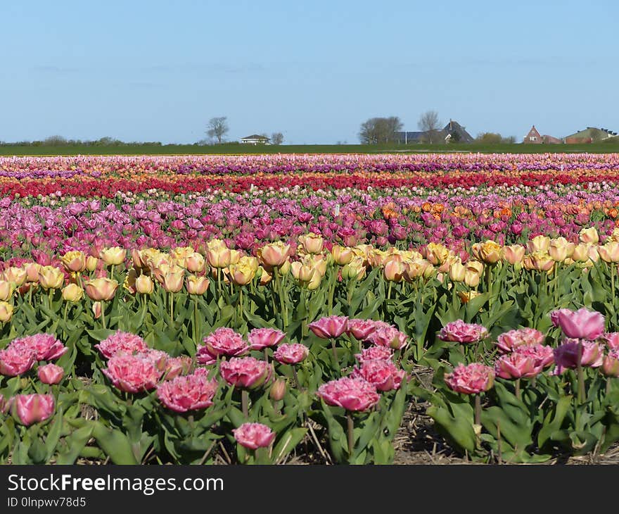 Flower, Plant, Flowering Plant, Field