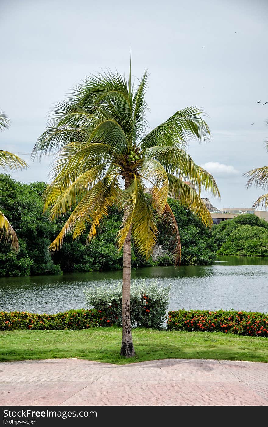 Tree, Plant, Arecales, Palm Tree