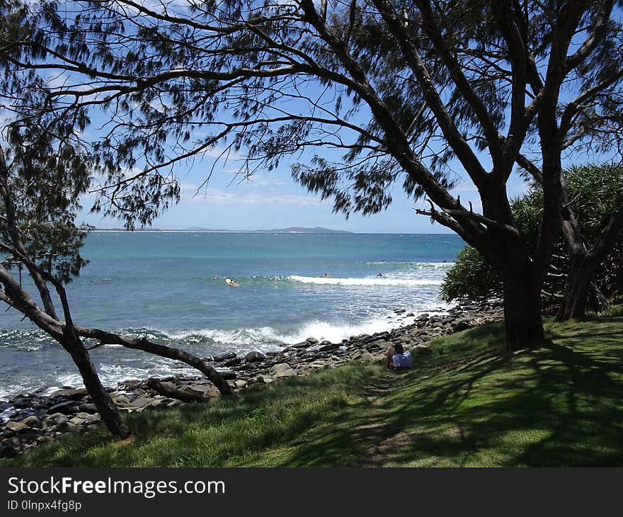 Body Of Water, Coast, Shore, Tree