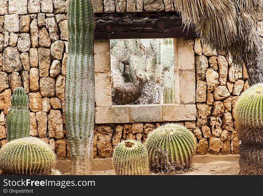 Cactus, Plant, Wall, Flowering Plant