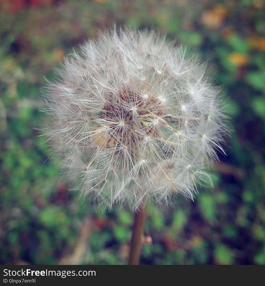 Flower, Flora, Dandelion, Plant