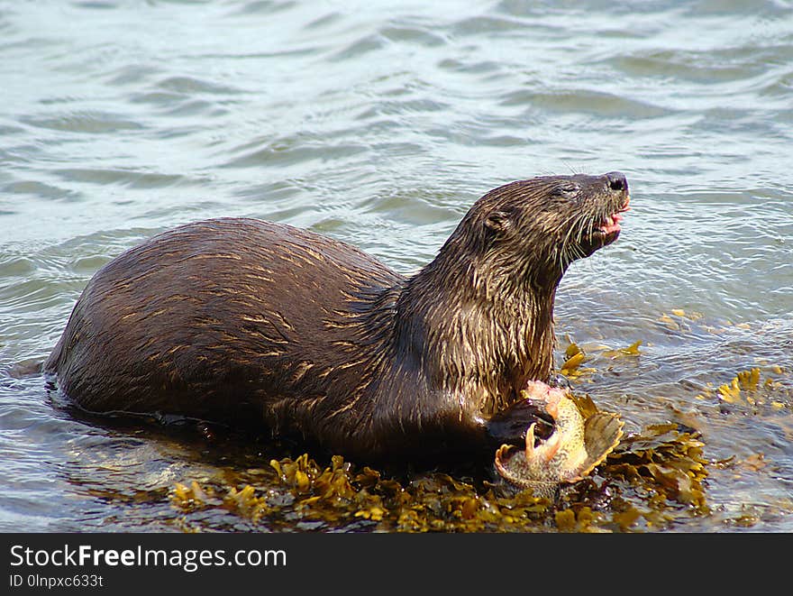 Mammal, Otter, Fauna, Mustelidae