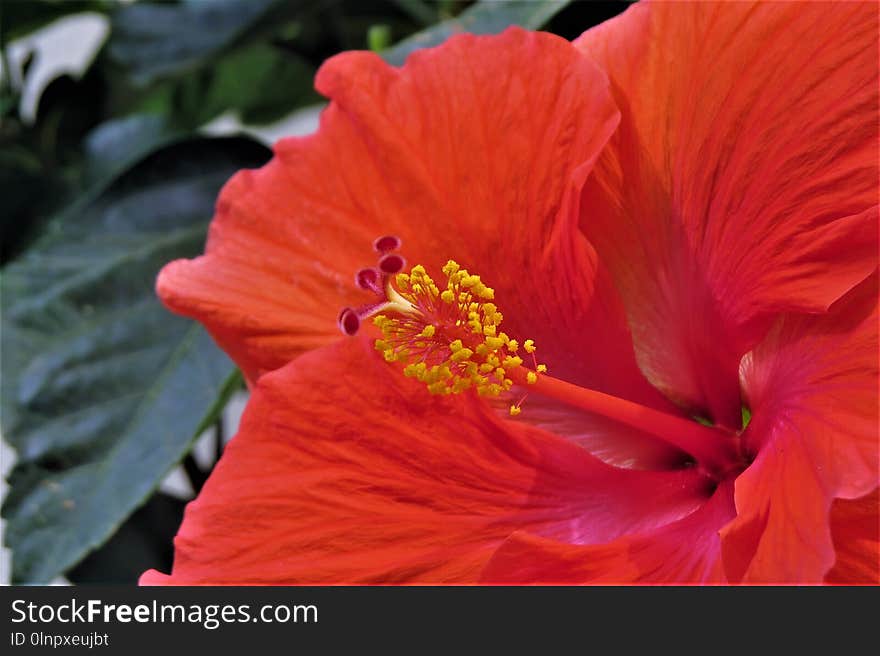 Flower, Hibiscus, Flowering Plant, Plant