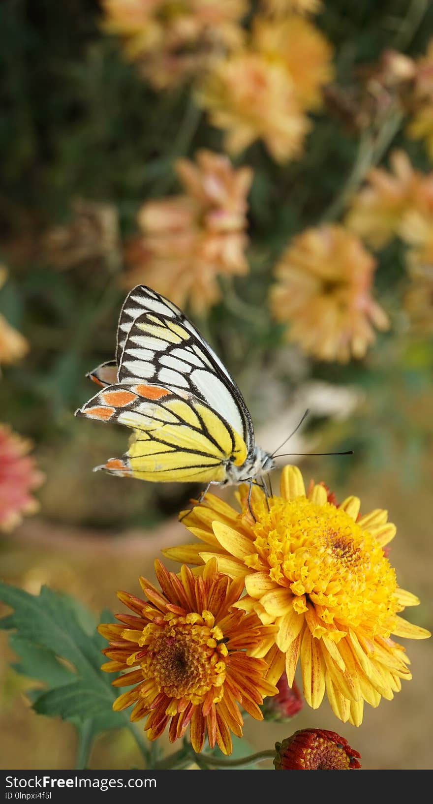 Butterfly, Flower, Moths And Butterflies, Yellow