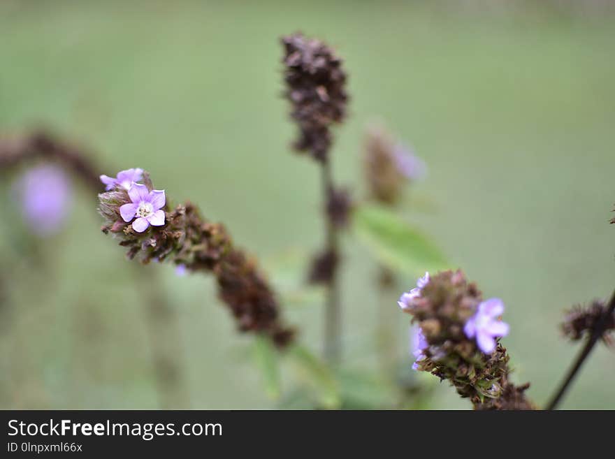 Flower, Flora, Plant, Purple