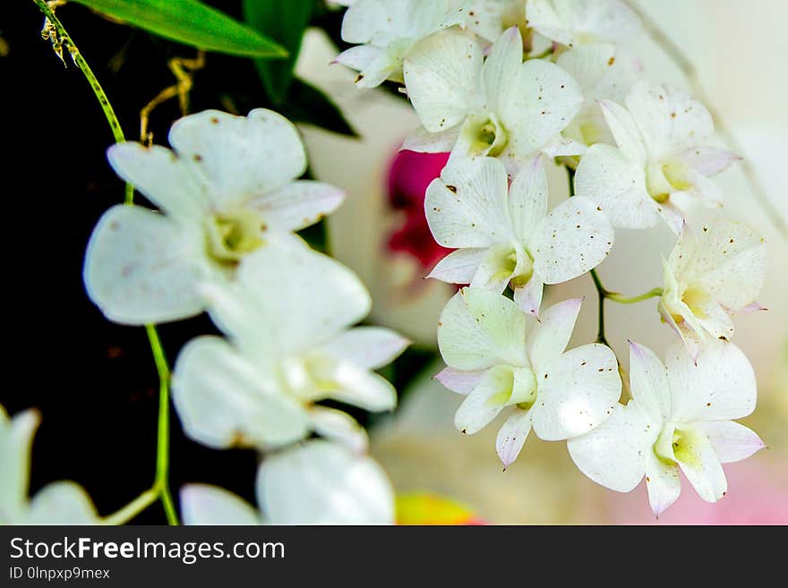 Flower, White, Flora, Flowering Plant