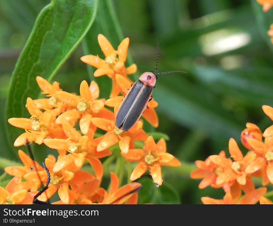 Insect, Nectar, Pollinator, Membrane Winged Insect