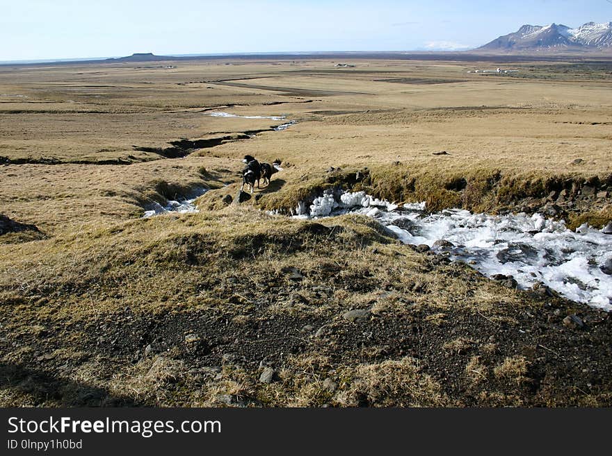 Tundra, Ecosystem, Steppe, Ecoregion