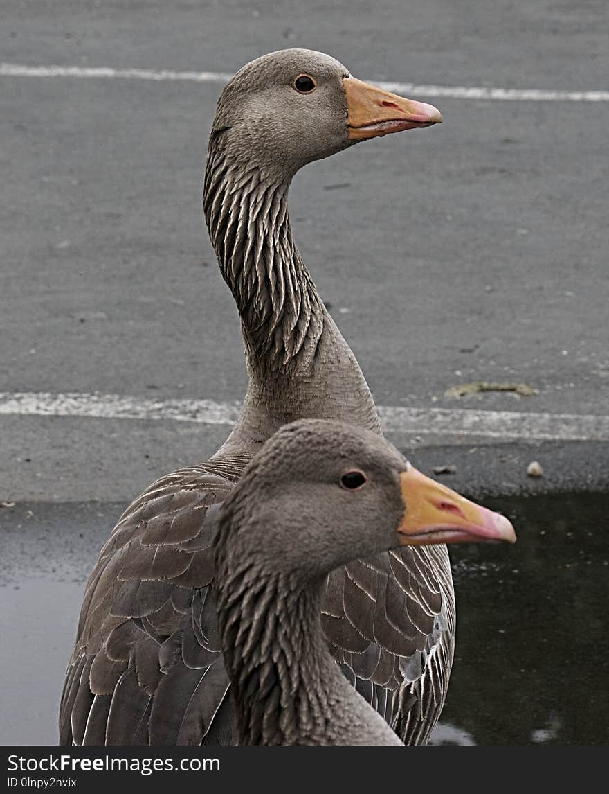 Bird, Beak, Water Bird, Ducks Geese And Swans