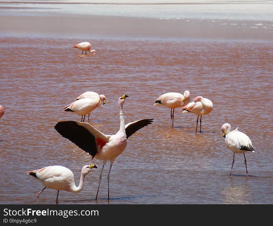 Bird, Flamingo, Water Bird, Beak