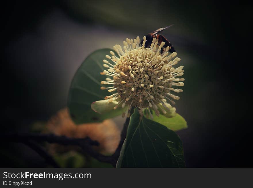 Flower, Close Up, Flora, Pollen