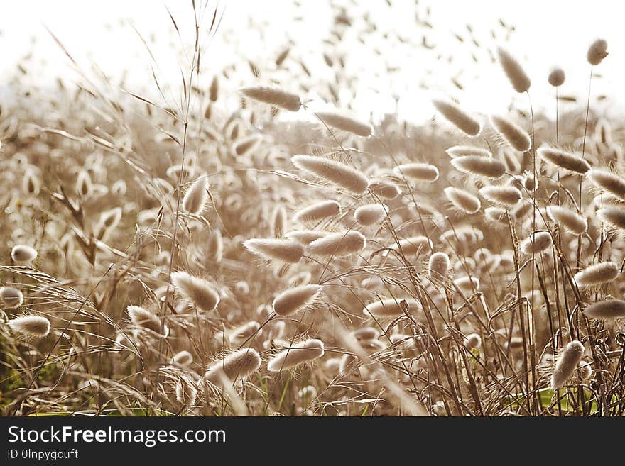 Grass Family, Grass, Food Grain, Grain