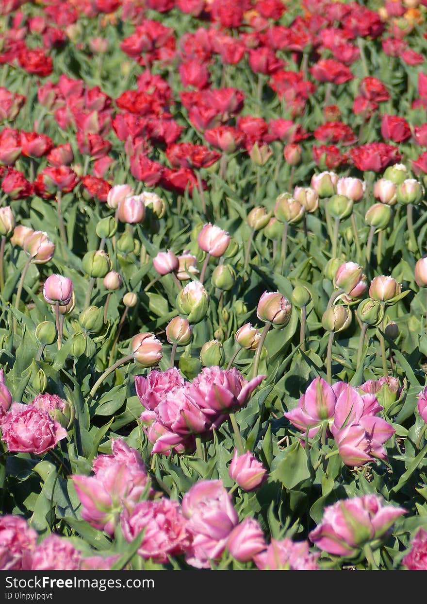 Flower, Plant, Pink, Flowering Plant