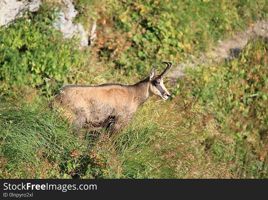 Wildlife, Fauna, Mammal, Grassland