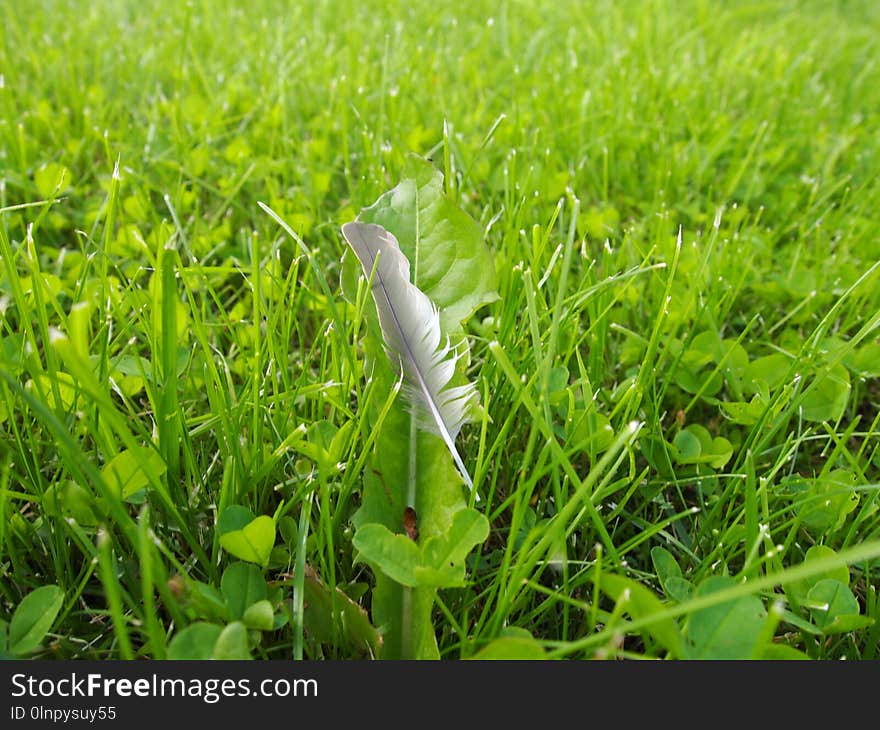 Grass, Ecosystem, Plant, Grass Family