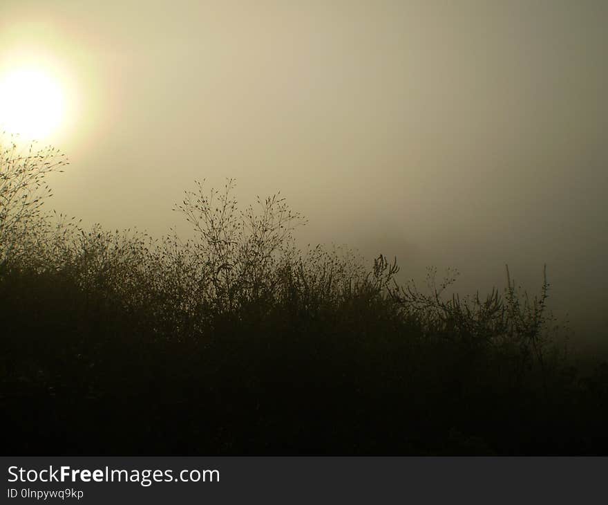 Mist, Fog, Sky, Atmosphere