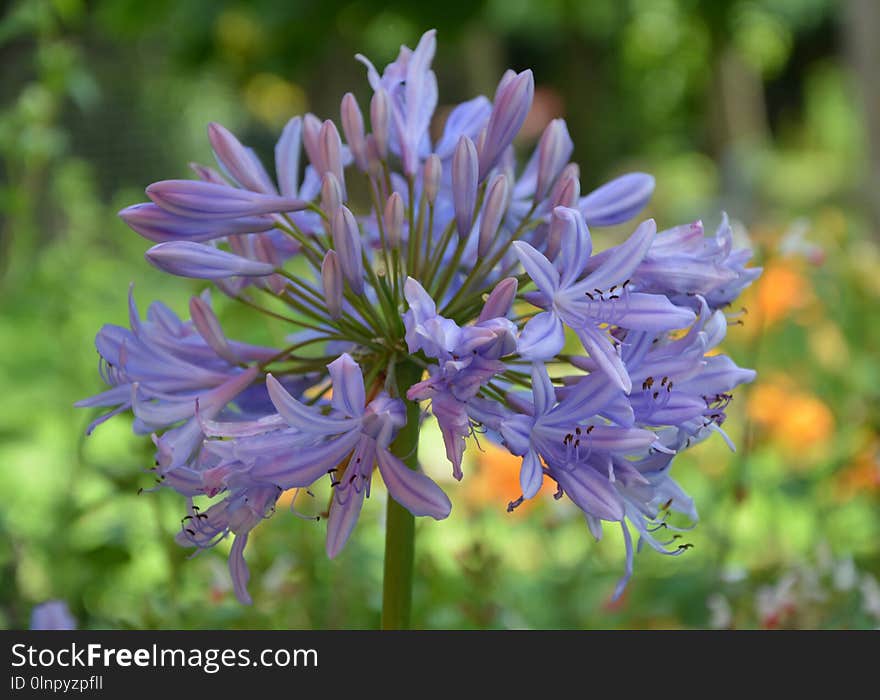 Flower, Plant, Flora, Purple