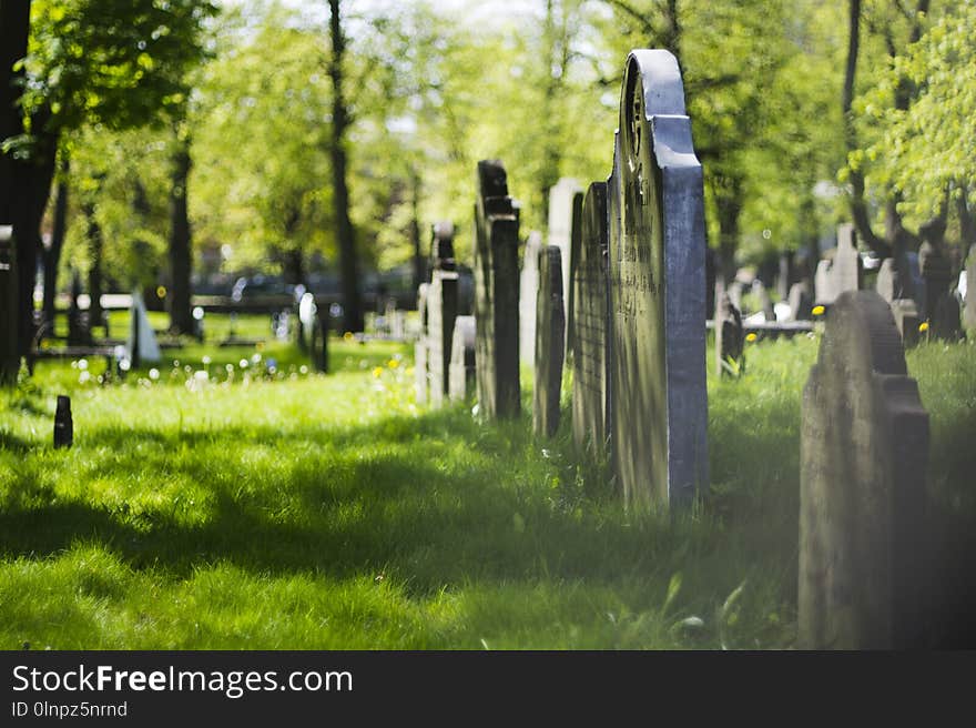 Cemetery, Grass, Tree, Grave