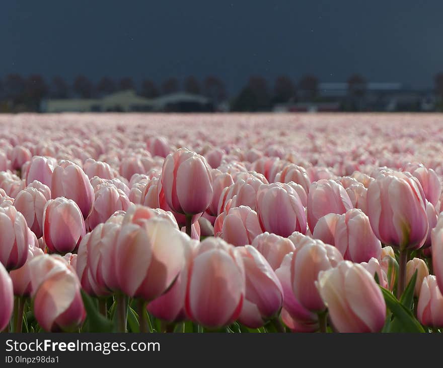 Flower, Plant, Pink, Flowering Plant