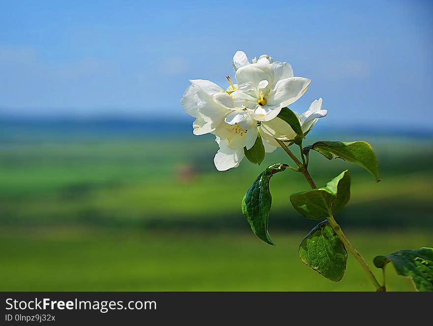 White, Sky, Flower, Flora