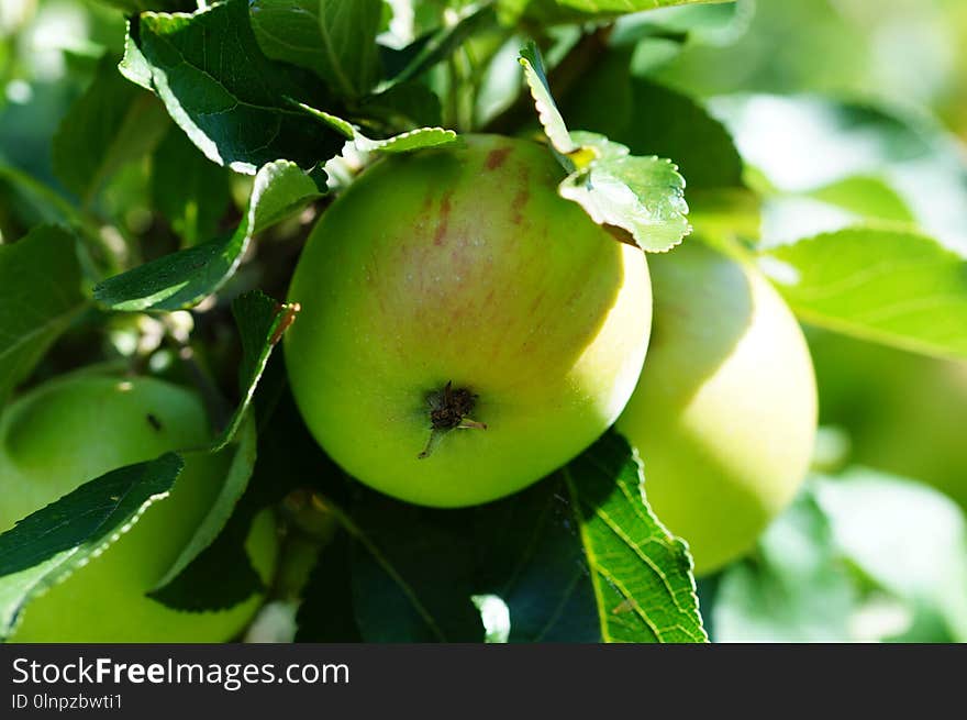 Fruit, Fruit Tree, Apple, Branch