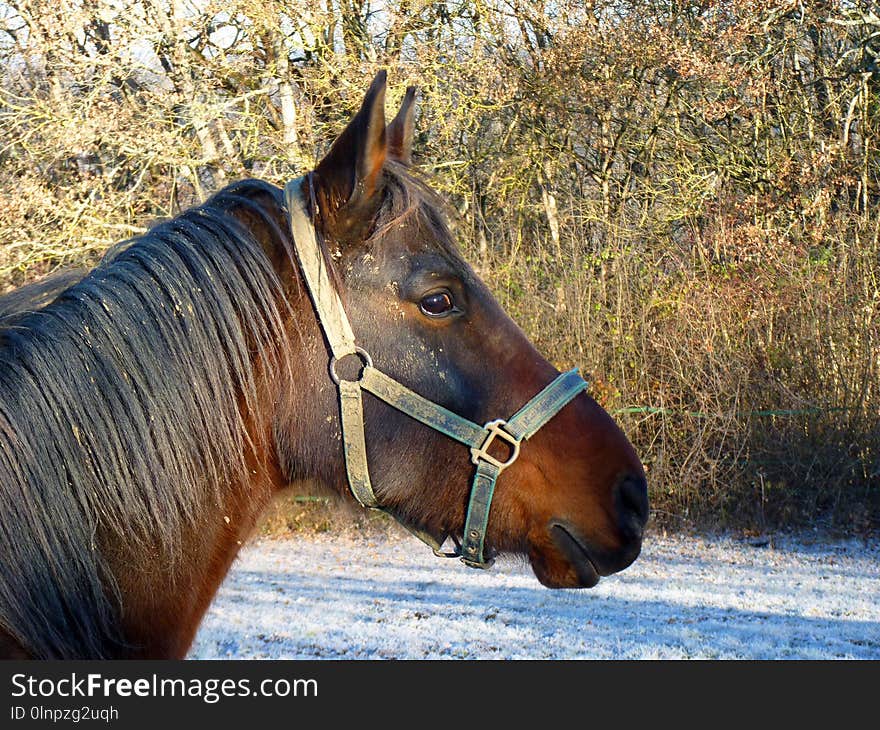 Horse, Halter, Mane, Bridle