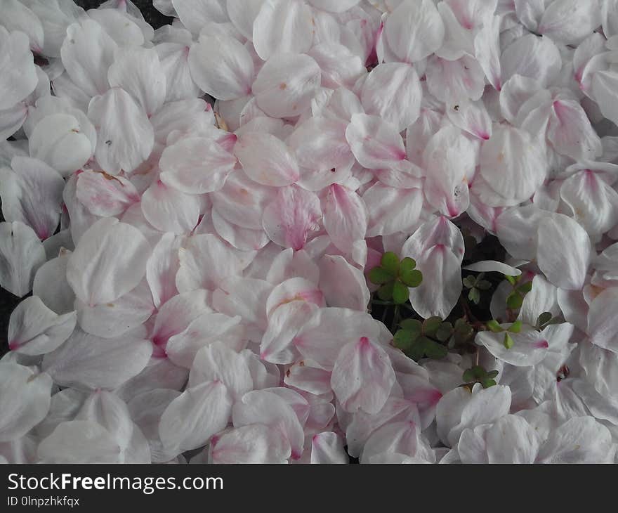 Flower, White, Pink, Petal