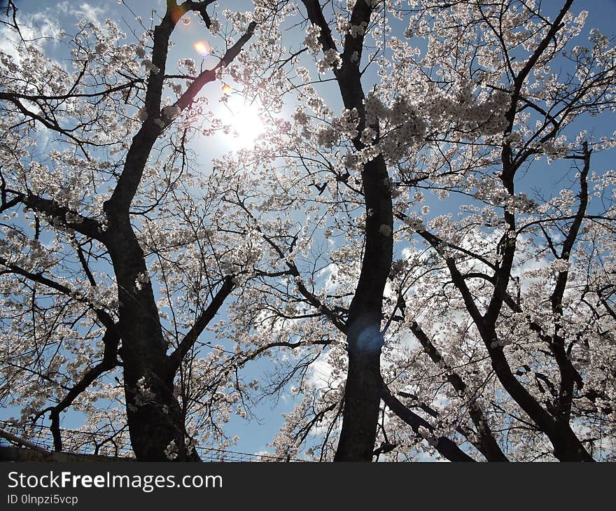 Tree, Sky, Branch, Blossom