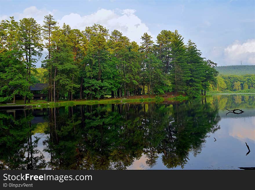 Reflection, Water, Nature, Tree