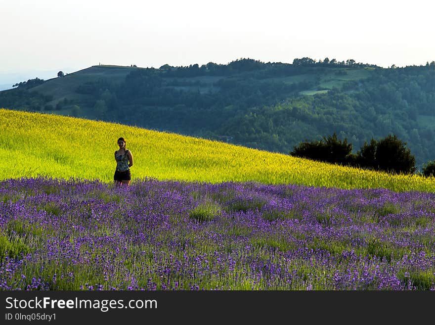 Field, Ecosystem, Flower, English Lavender