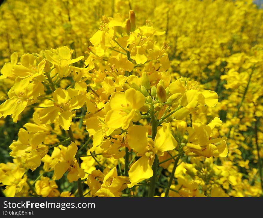 Rapeseed, Yellow, Mustard Plant, Flower