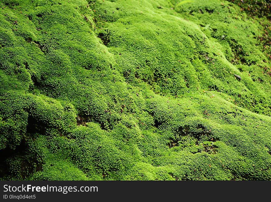 Vegetation, Green, Nature, Ecosystem