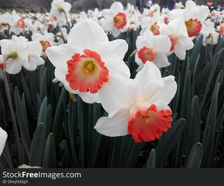 Flower, Plant, Flowering Plant, Narcissus