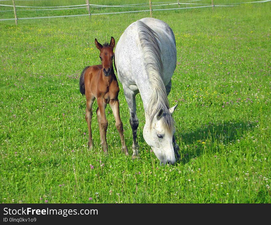 Horse, Pasture, Fauna, Grass