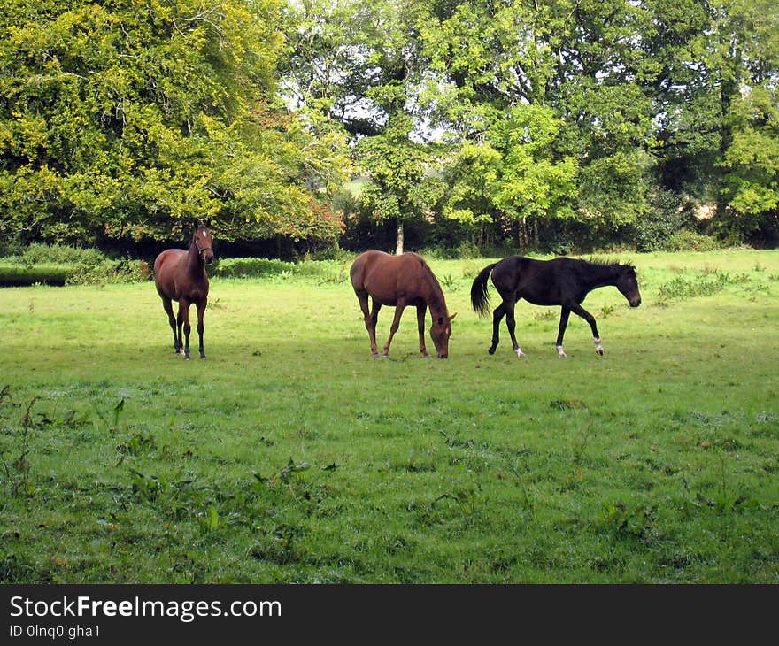 Pasture, Grassland, Grazing, Ecosystem