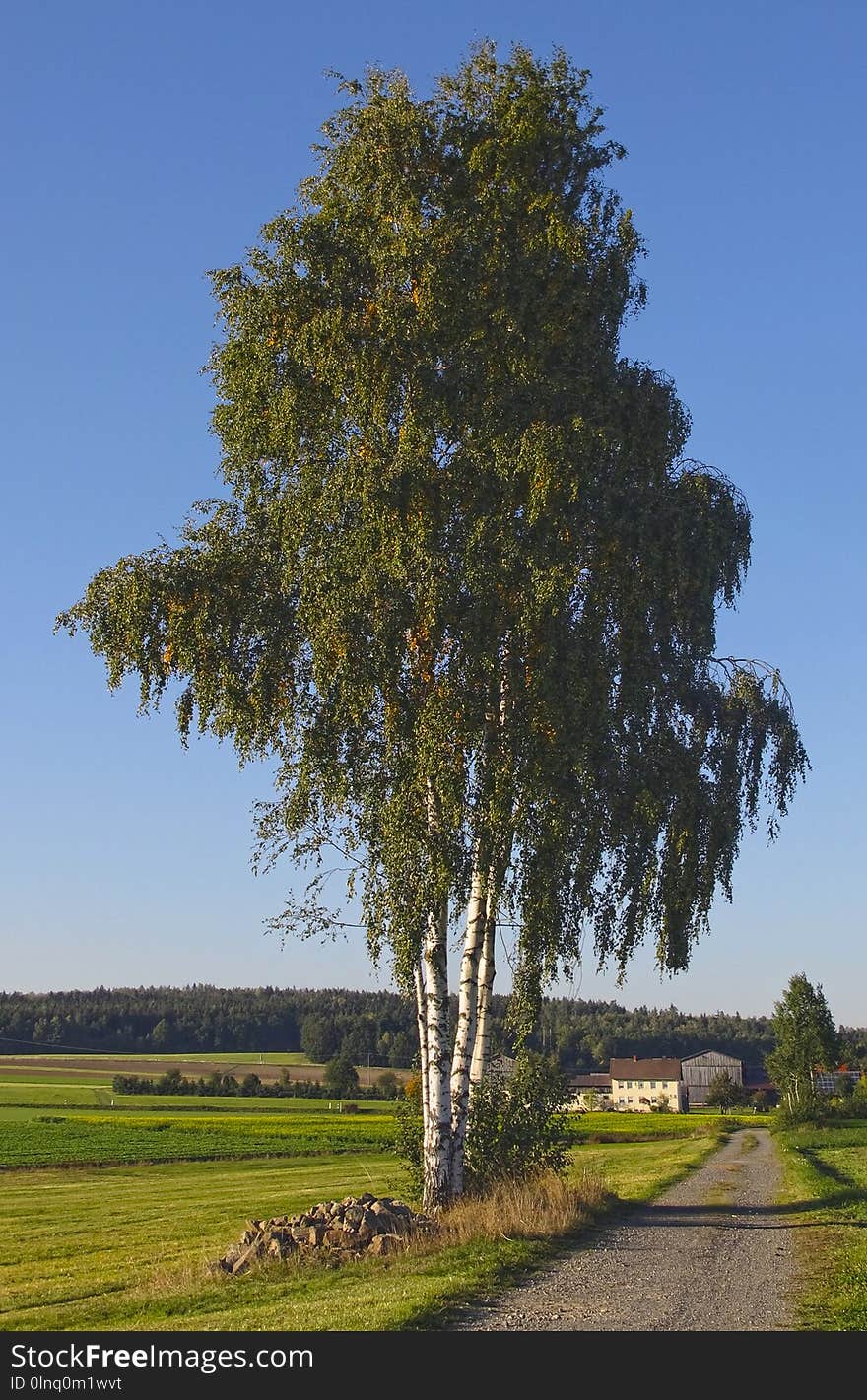 Tree, Woody Plant, Plant, Sky