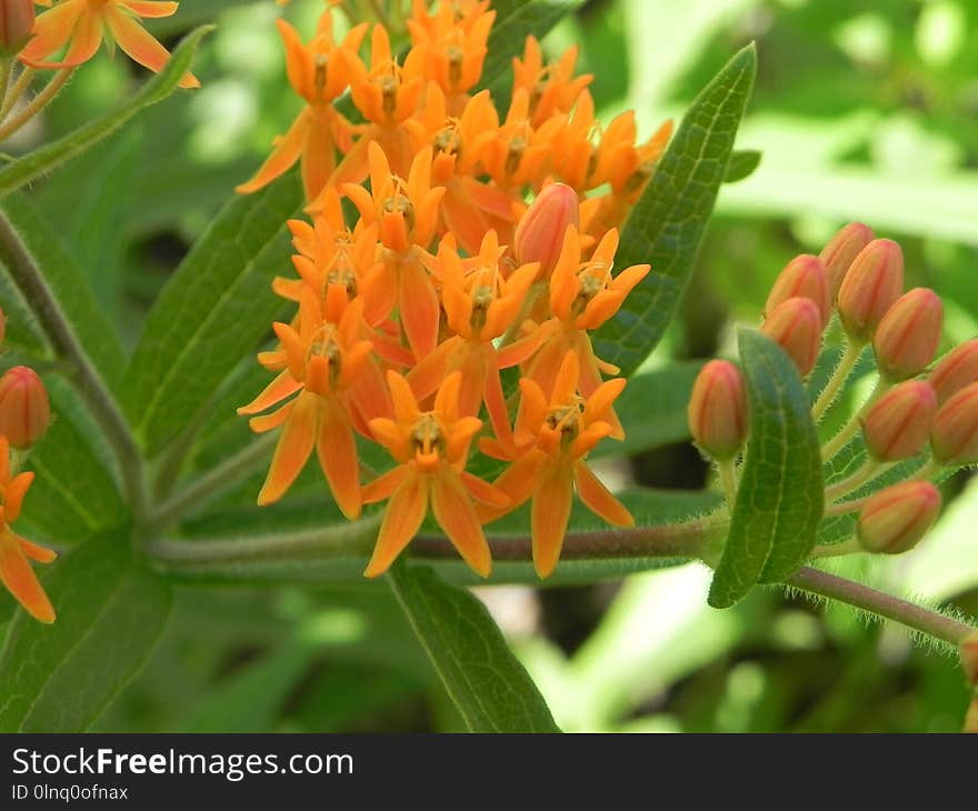 Flower, Flora, Plant, Tropical Milkweed