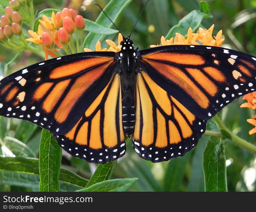 Butterfly, Monarch Butterfly, Moths And Butterflies, Insect