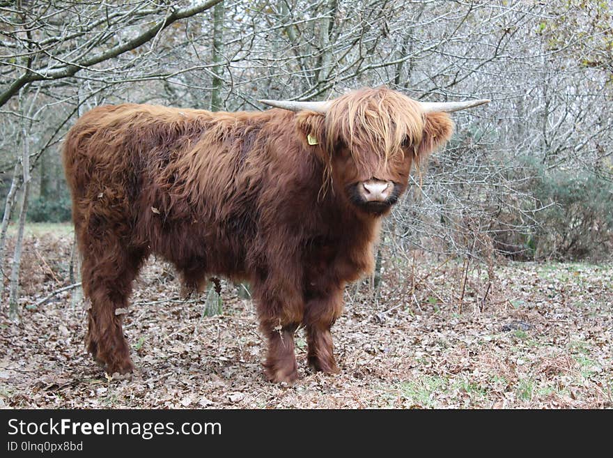 Cattle Like Mammal, Horn, Highland, Fauna