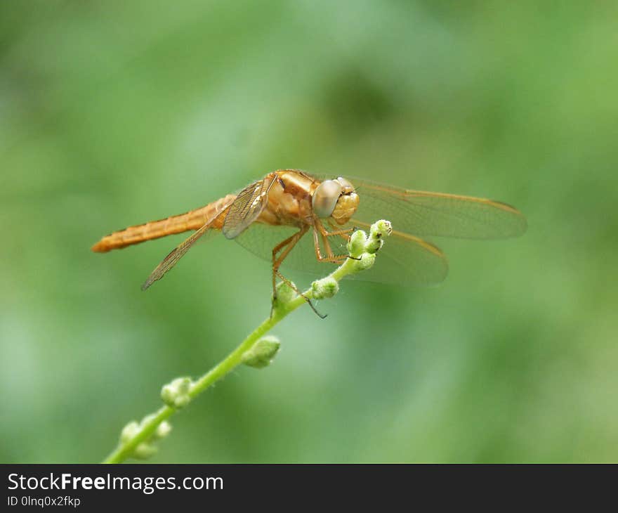 Insect, Dragonfly, Dragonflies And Damseflies, Invertebrate