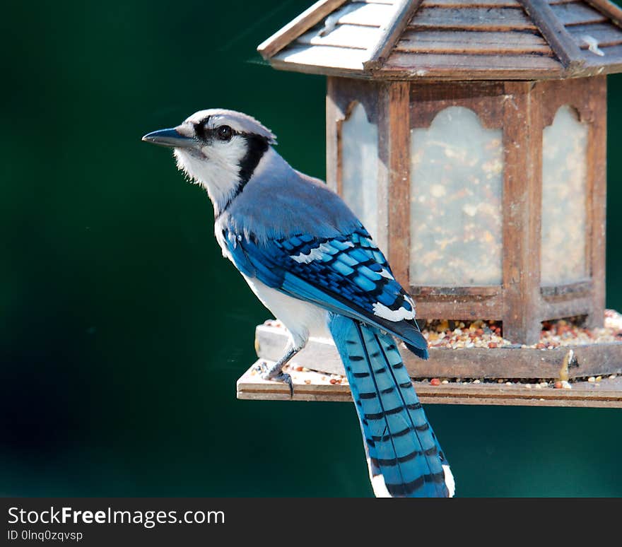 Blue Jay eating seeds at a bird feeder early morning