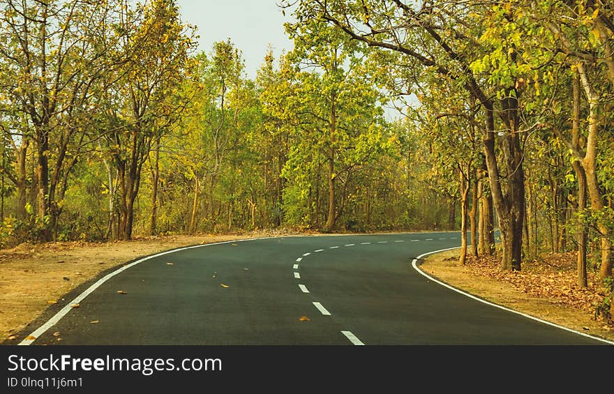 Road, Path, Nature, Yellow