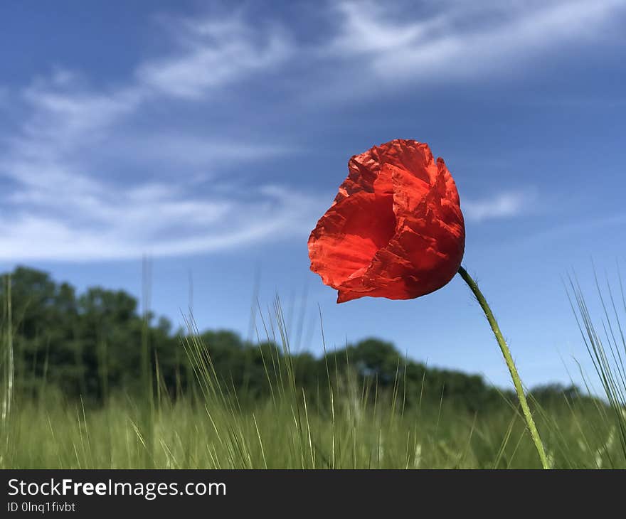 Sky, Flower, Ecosystem, Field